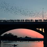 Crowd on bridge watching bats at sunset